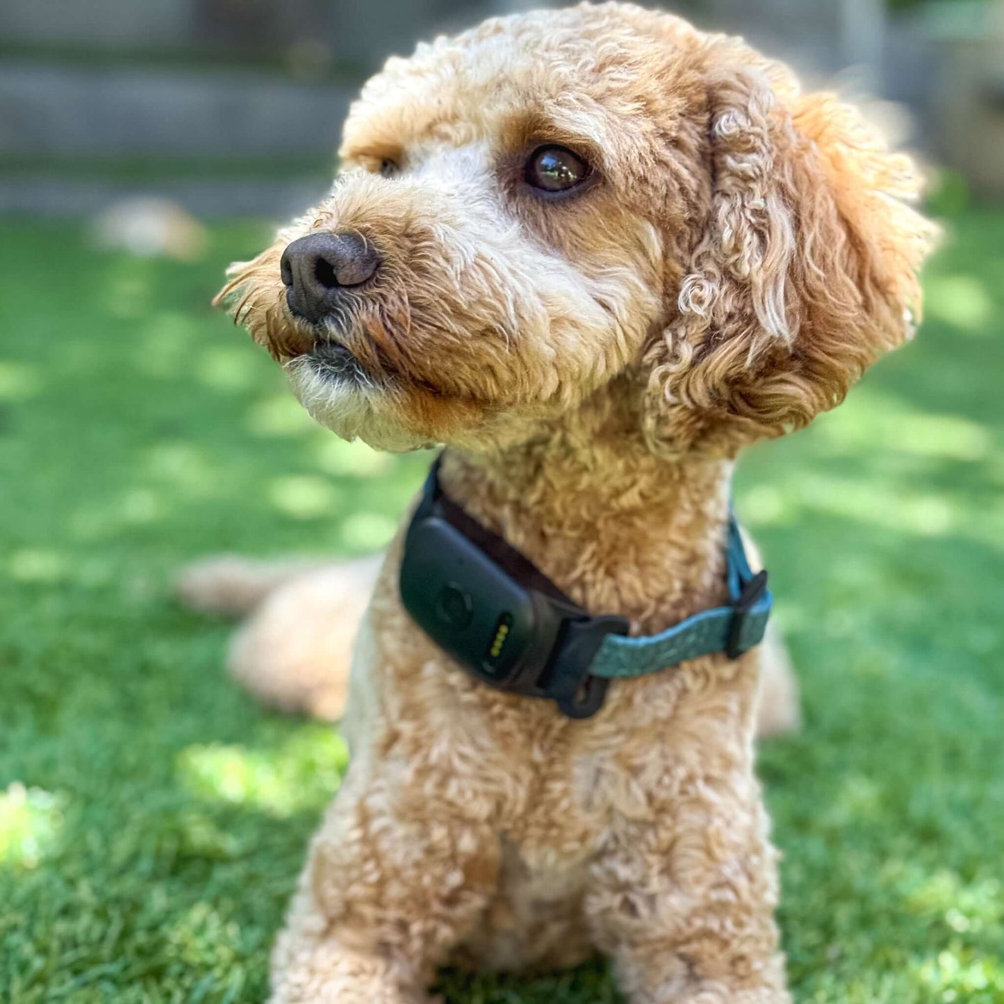 Roam Safe Collar (Small Pets)