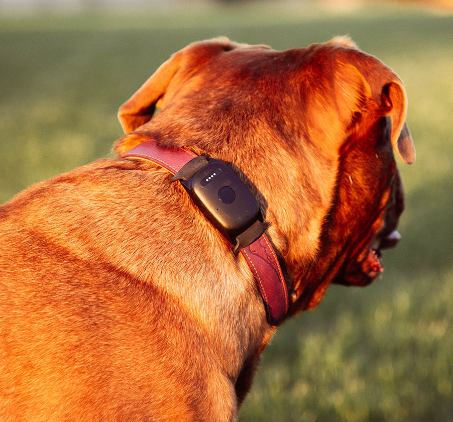 Dog wearing the Roam Safe Pet Tracker by Roamr at sunset.